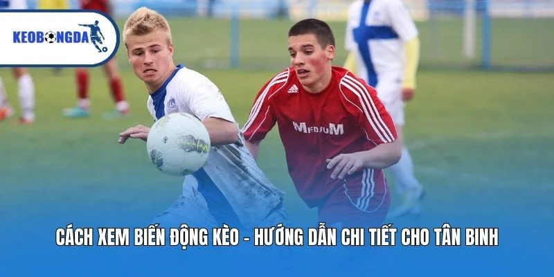 Cách Xem Biến Động Kèo - Hướng Dẫn Chi Tiết Cho Tân Binh